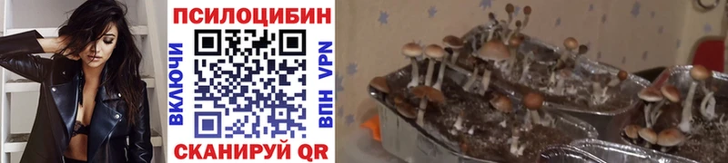 Галлюциногенные грибы Magic Shrooms  Темников 